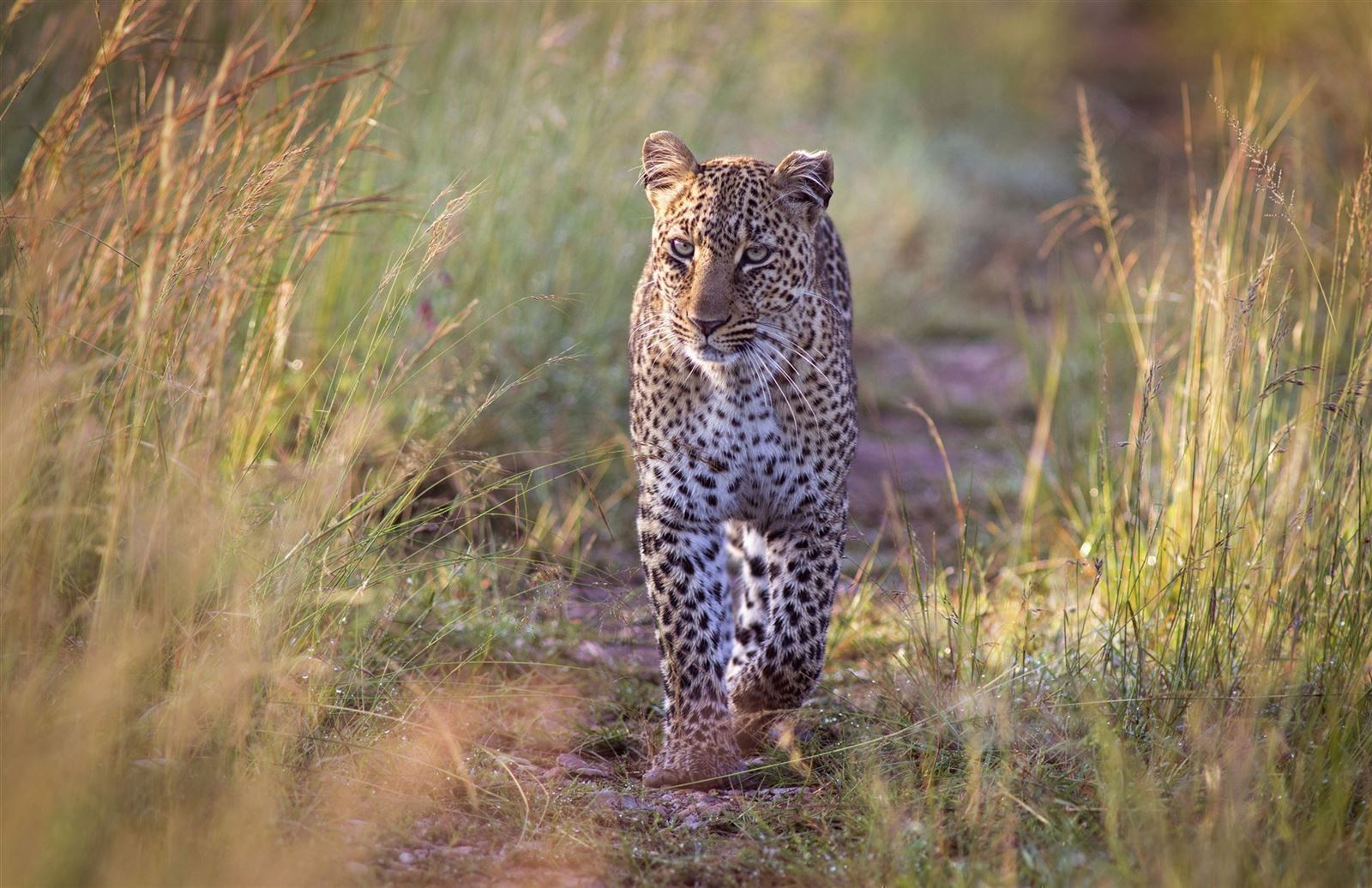 Leopard im Masai Reservat